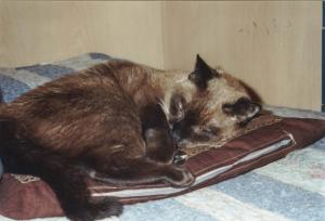 PALLINO